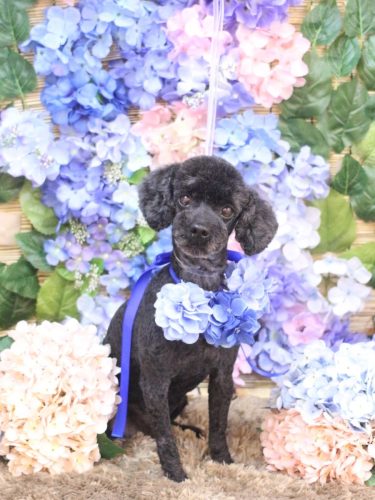 20250618マハロくん